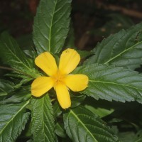 Turnera ulmifolia L.